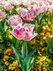 Beautiful Pink Tulips Field  in a Spring Blooming  Garden