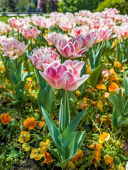 Beautiful Pink Tulips Field  in a Spring Blooming  Garden