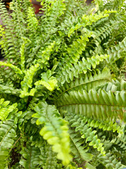 Close up of Green palm leaves . Nephrolepis plant leaves background , fern 