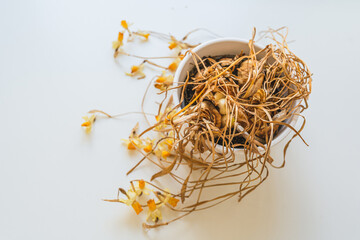 Withered dry daffodil on stems in flower pot
