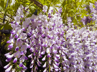 Purple Wisteria Flowers Blooming in the Spring