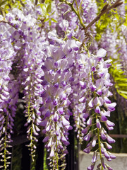 Purple Wisteria Flowers Blooming in the Spring