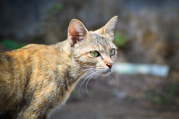 Close Up A Brown Female Cat Walking While Looking In The Yard