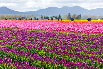 Fototapeta premium vibrant tulips in variety of colors in Skagit Valley in Washington State during the spring season