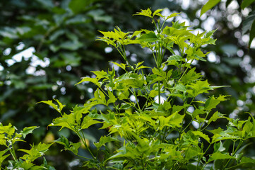 Natural Beauty Fresh Green Foliage Of The Plants In The Garden