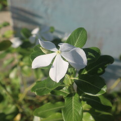 Obraz premium white flowers of a plant
