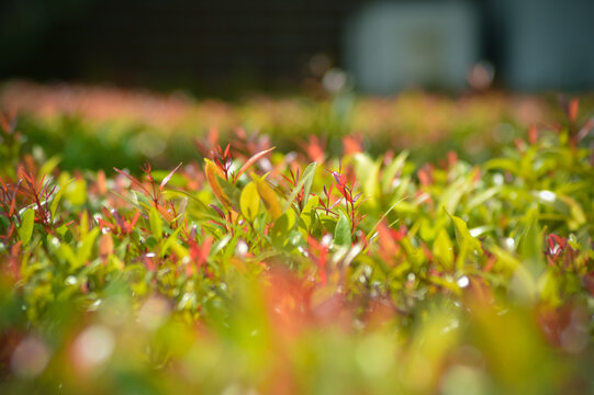 Blurry Focus Plant Bed Of Syzygium Oleina Plant Leaves On A Sunny Day