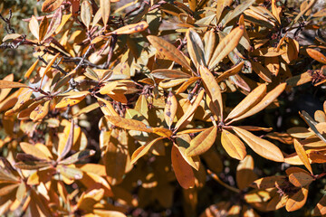 leaves of withered rhododendron