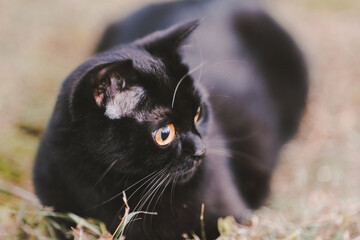 Close-up of Scottish Fold black cat sitting on the grass.