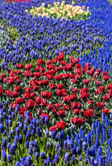 vibrant tulips in variety of colors in Skagit Valley in Washington State during the spring season