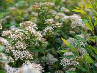 Familiar Wildflowers in East Asian Fields