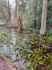 Bellevue Botanical Garden