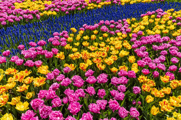 Fototapeta na wymiar vibrant tulips in variety of colors in Skagit Valley in Washington State during the spring season