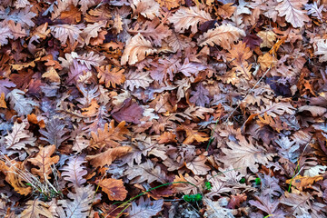 Top view of colorful old autumn leaves. natural background.