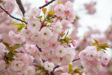 Beautiful gentle colors of the blossom tree in spring. Close up