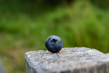 blueberries on the wood