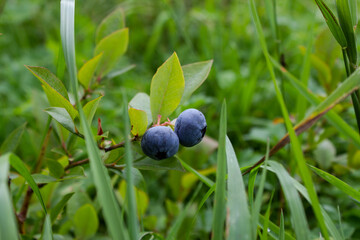 blueberries on  the bush