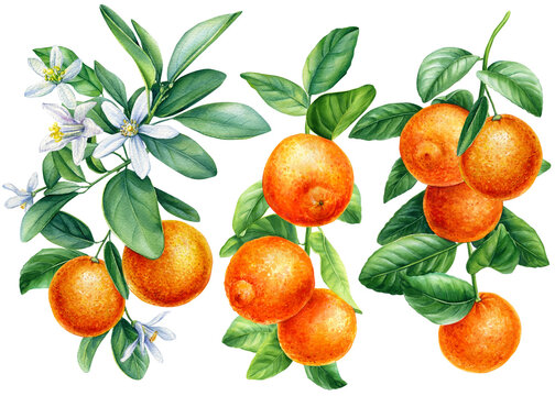 Orange branches with flowers and leaves, watercolor illustration, collection of citrus fruits, botanical illustration