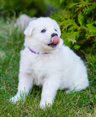 White swiss shepherd puppy sitting on the grass in the park in summer and licking his nose