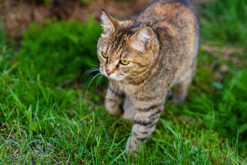 Tabby cat walking in the summer in the park on the grass