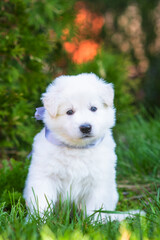 White swiss shepherd puppy sitting on the grass in the park in summer