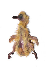 Death of yellow baby bird.