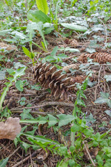 The cone lying on the ground around the leaves is green