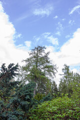 lots of trees under the blue sky