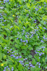 blue purple flowers in green grass