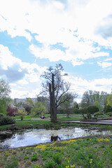 Two broken trees stand by the water in the park