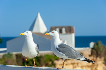 Yellow-legged gulls in front of the Nossa Senhora da Rocha chapel in Armacao de Pera on the Algarve in Portugal