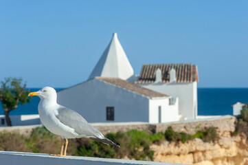 Yellow-legged gull in front of the Nossa Senhora da Rocha chapel in Armacao de Pera on the Algarve in Portugal