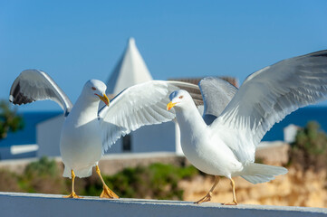 Yellow-legged gulls in front of the Nossa Senhora da Rocha chapel in Armacao de Pera on the Algarve in Portugal