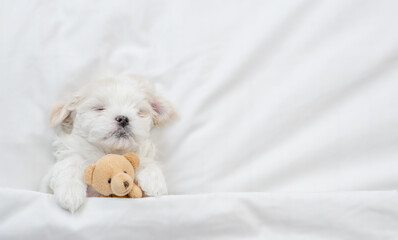 Cozy Maltese puppy sleeps on a bed at home and hugs favorite toy bear. Top down view. Empty space for text