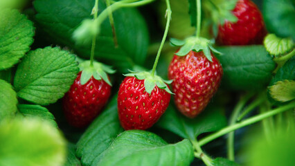 Strawberry plants already ripe to harvest