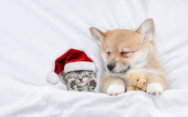 Fototapeta na wymiar Cozy Pembroke welsh corgi puppy higging toy bear and tiny kitten wearing red santa hat sleep together on a bed under white blanket at home. Top down view
