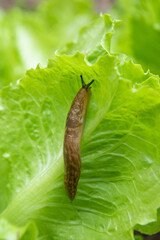 brown slug ( Arion rufus ) attack leaf of a vegetable.Agricultural pest.