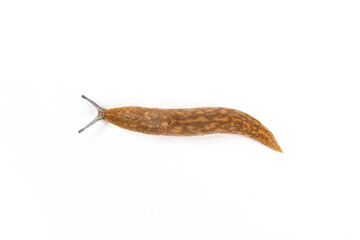 Limax maximus,brown slug isolated on white background.