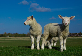 three lambs in the pasture!