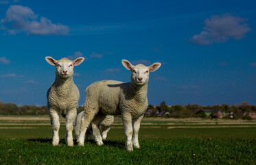 two lambs in the pasture