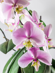 Naklejka na ściany i meble Beautiful delicate orchid flowers taken in bright light
