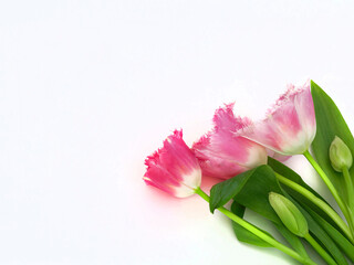 five tulips on a white background with a copy of the space