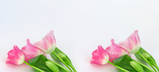 Naklejka premium tulips on a white background with a copy of the space