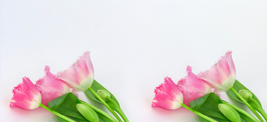 tulips on a white background with a copy of the space