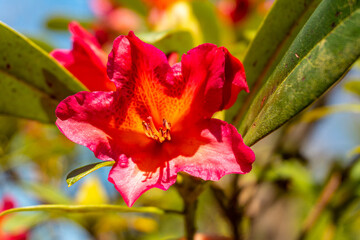 Rhododendron, Golden Gate, red flowers in Iturraran Natural Park, Basque Country