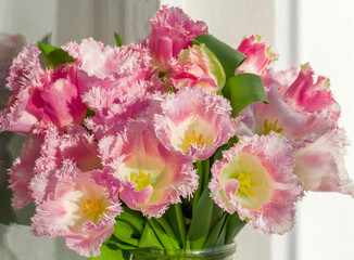 a beautiful bouquet of soft pink terry tulips in the sunlight