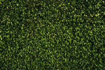 Green leaves background. Leaf background texture. Green nature wallpaper.