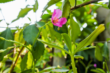 Obraz na płótnie Canvas Ginseng plant pink flower blooming