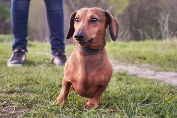 Red mini dachshund walking. Walking with a dog in nature