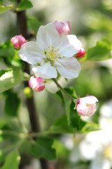 Obraz premium White apple blossom, selective focus and close-up photo